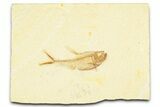 Detailed Fossil Fish (Diplomystus) - Wyoming #379428-1